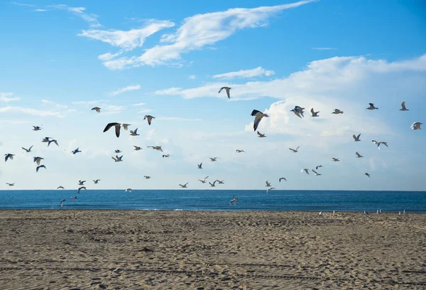 Чайки на побережье — стоковое фото