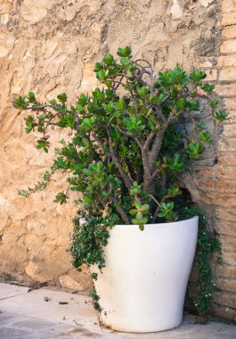 Yeşim bitkisi çiçek açık ile pota