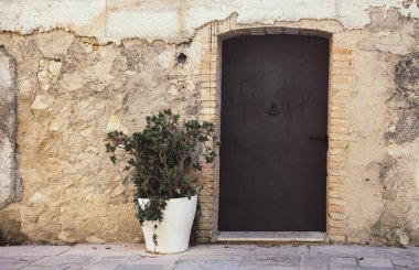 Yeşim bitkisi çiçek açık ile pota