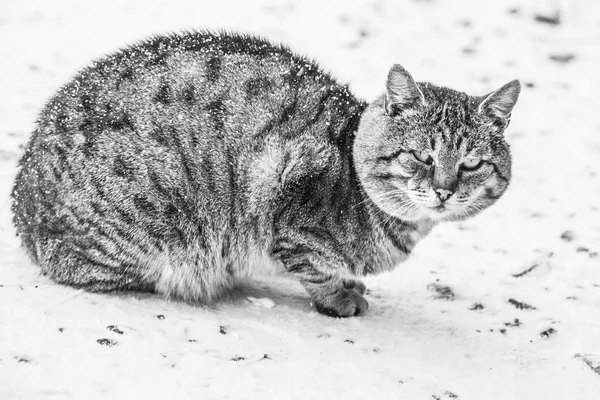 Graue Katze im Freien — Stockfoto