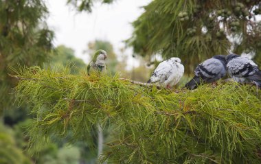 Papağan ve güvercinler üzerinde bir ağaç dalı 