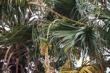 Papağan Park palmiye dalları üzerinde