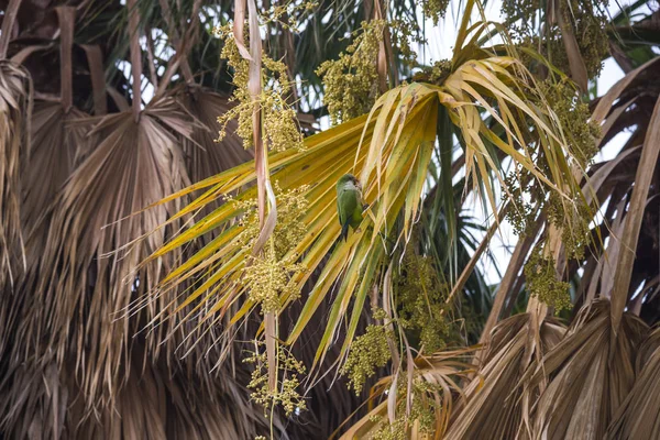 Papoušci na palmové ratolesti v parku — Stock fotografie