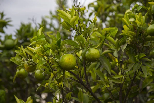 Unreife Orangen Früchte — Stockfoto