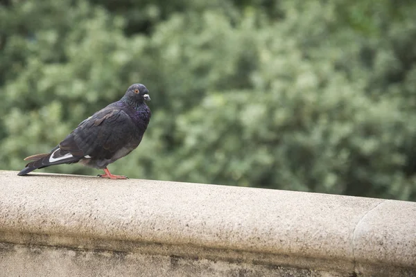 Pigeon on the fence wall — Stock Photo, Image