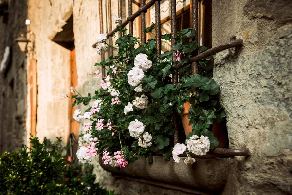 Fenêtre avec de grandes fleurs — Photo