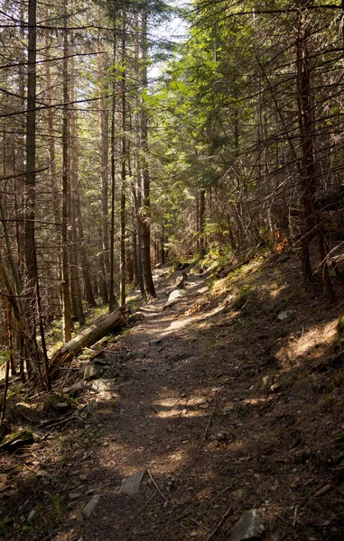 Wald in den Bergen — Stockfoto