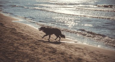 Köpek sahilde koşuyor.