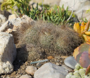 Succulents taş sahilde