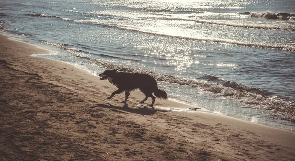 Köpek sahilde koşuyor.