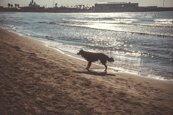 海岸の犬は — ストック写真