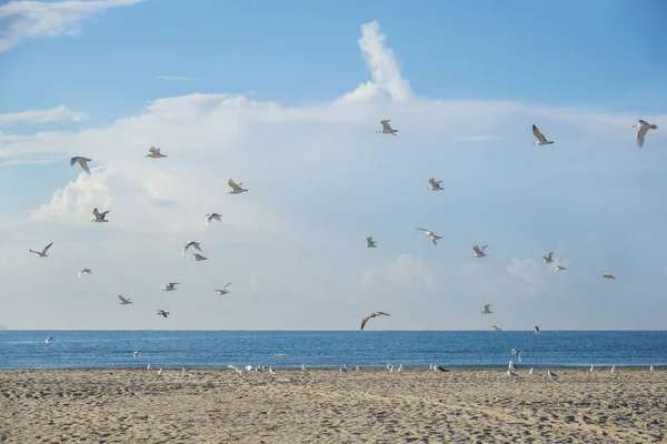 Möwen an der Küste — Stockfoto