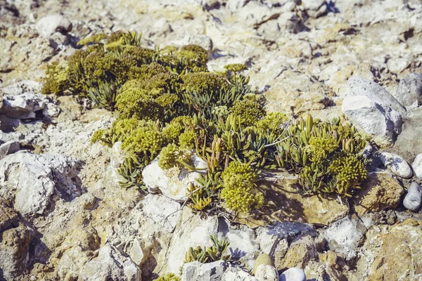 Suculentas Verdes Naturaleza — Foto de Stock