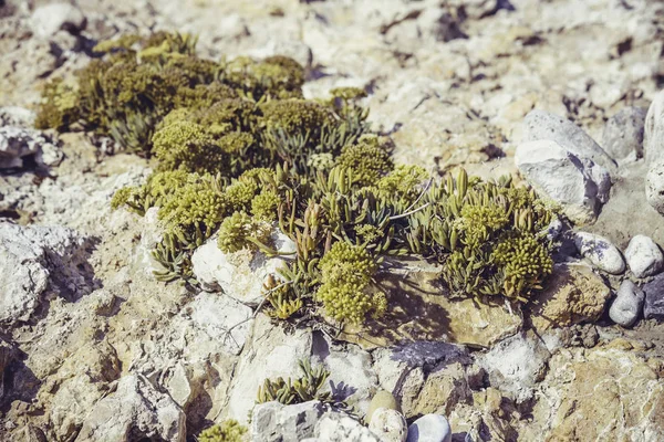 Suculentas verdes en la naturaleza — Foto de Stock