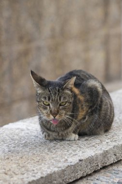 İspanya Sitges 'de sokakta evsiz bir kedi.