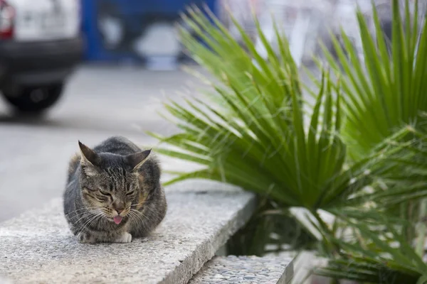 Chat Sans Abri Dans Rue Sitges Espagne — Photo