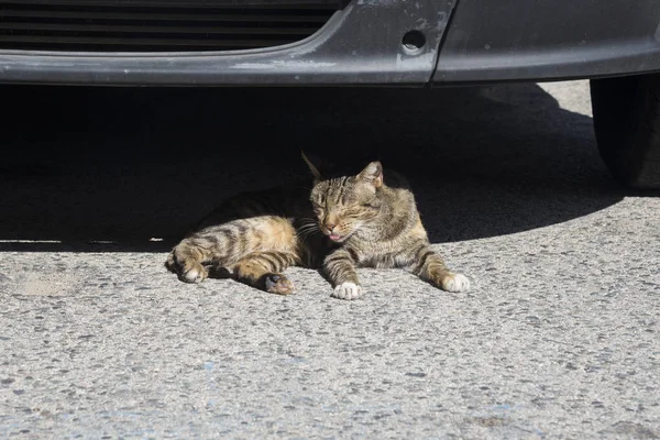 Homeless cat on the street under car in hot day, Sitges