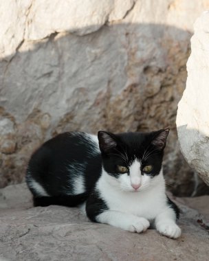 Sahilde evsiz kedi