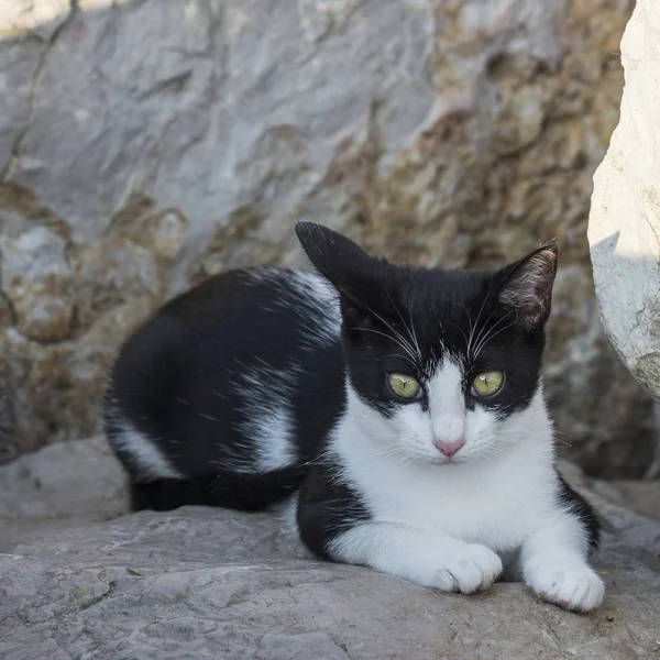 Bezdomovci Kočka Pláži — Stock fotografie