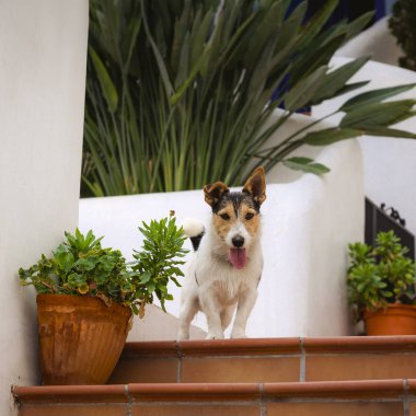 Köpek jack russel terrier house yakınındaki merdivenlerinde oturmuş