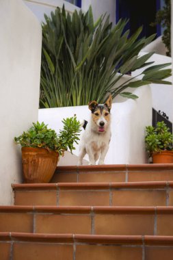 Köpek jack russel terrier house yakınındaki merdivenlerinde oturmuş