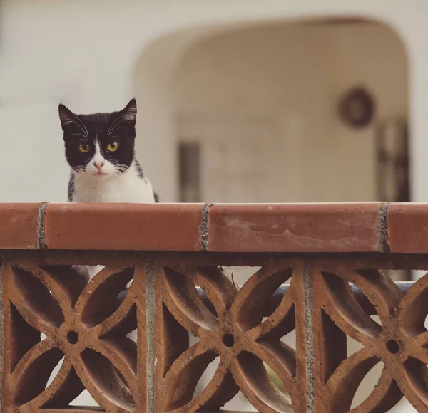 Chat près de la maison — Photo