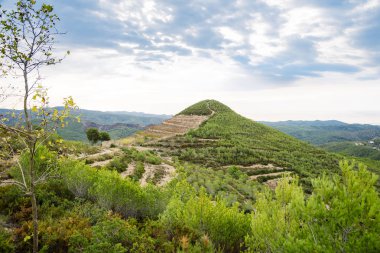 Dağlar ve mavi gökyüzü karşı güzel eski üzüm. Catalonia, İspanya. Sonbahar günü