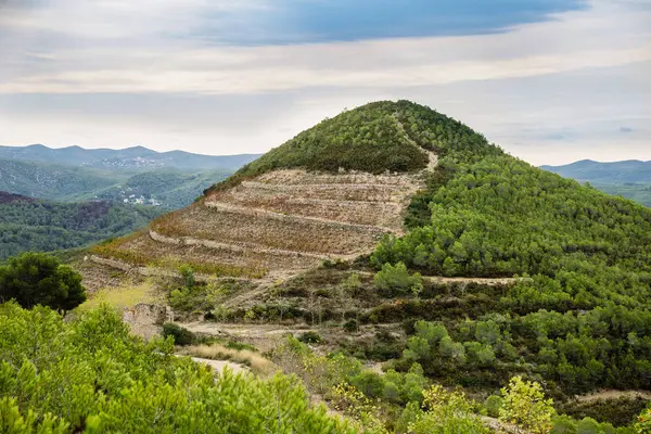 Hermoso Viñedo Viejo Contra Las Montañas Cielo Azul Cataluña España —  Fotos de Stock