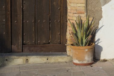 Aloe çiçeği ile pota 