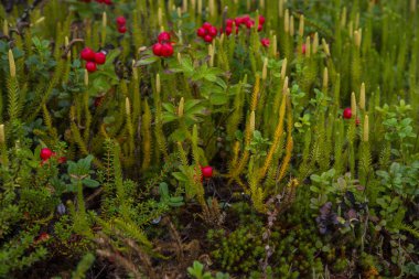 Yabani çilek ahşap