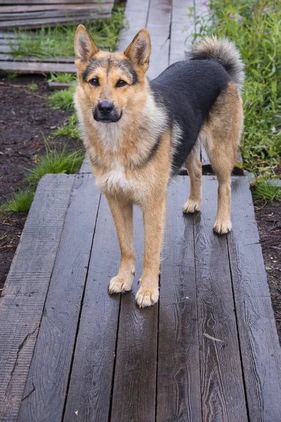 Alman çoban köpeği portresi — Stok fotoğraf