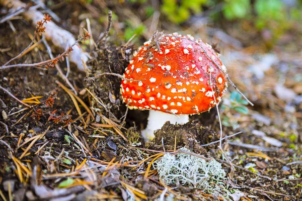 Amanita Muscaria Skogen — Stockfoto