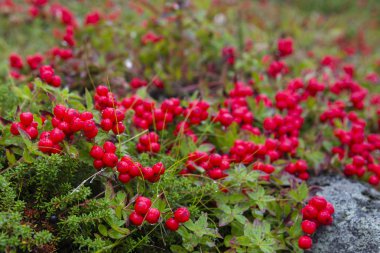Chamaepericlymenum suecicum, Kola Yarımadası