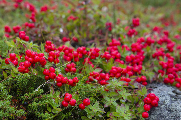 Chamaepericlymenum suecicum, Kola Peninsula