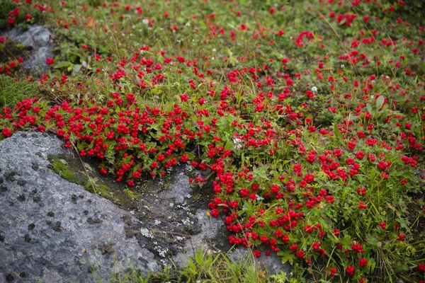 Chamaepericlymenum suecicum, Península de Kola — Fotografia de Stock