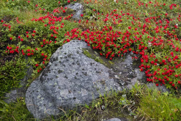 Chamaepericlymenum suecicum, Península de Kola — Fotografia de Stock