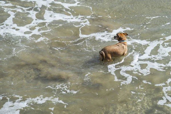 Dog Running Sea — Stock Photo, Image