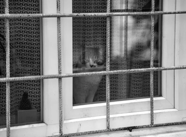 Il gatto su una finestra — Foto Stock