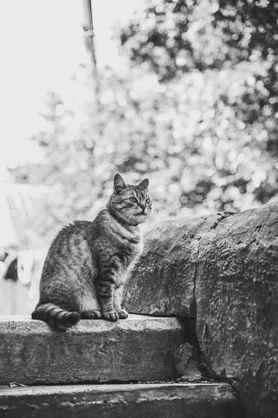 Gri kedi adımları hakkında