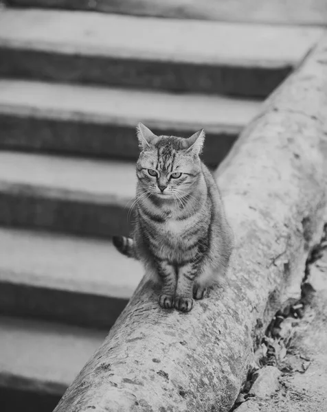 Η γκρίζα γάτα στα σκαλιά — Φωτογραφία Αρχείου