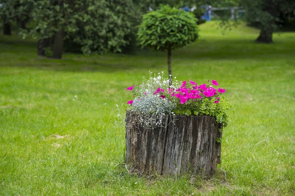 Flores Petunia Parque — Foto de Stock