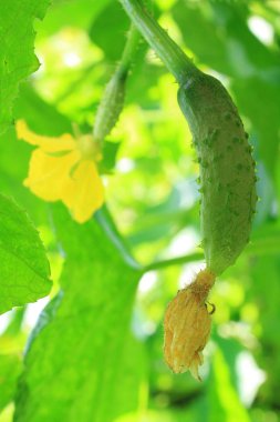 salatalığın üzerinde asma