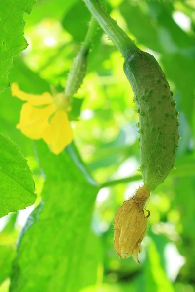 在葡萄藤上的黄瓜 — 图库照片