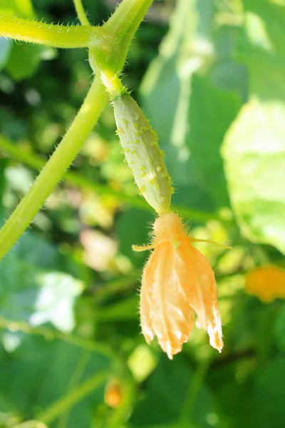 Pepino en la vid —  Fotos de Stock