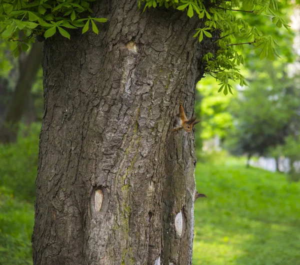 Ardilla en el árbol — Foto de Stock