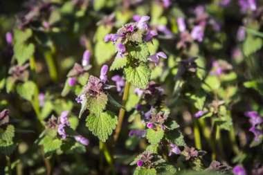 Çiçekli Lamium maculatum 'Roseum'