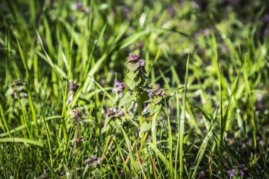 Çiçek açan Lamium maculatum