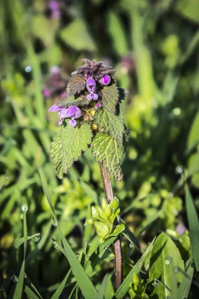 Lamium maculatum en fleurs 'Roseum' — Photo