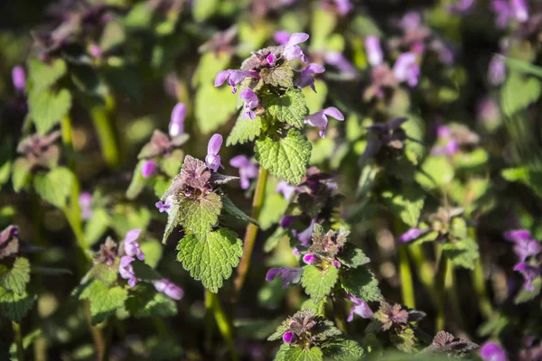 Blooming Lamium Maculatum Roseum — Stock Photo, Image