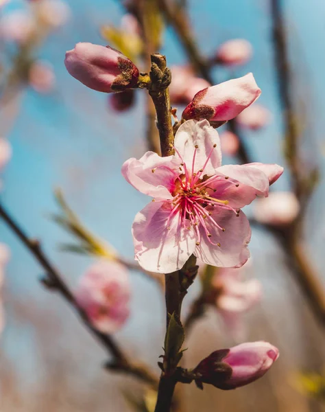 The Peach flowers — Stock Photo, Image
